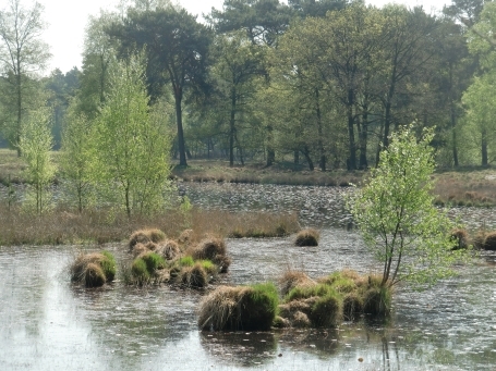 Arcen und Velden NL : Maasdünen, das NSG Ravenvennen im Frühjahr